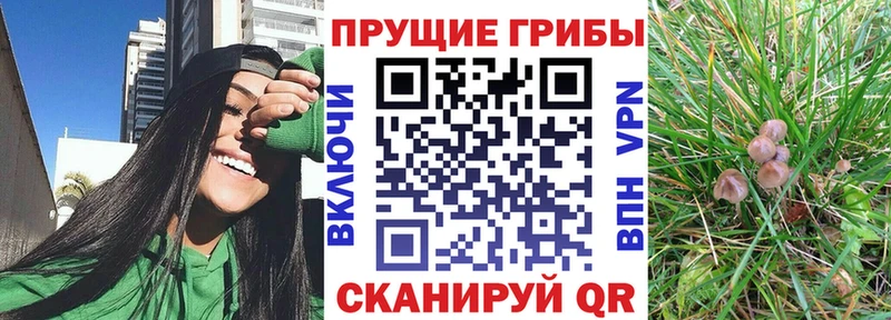 Галлюциногенные грибы Psilocybine cubensis  даркнет сайт  Яранск 